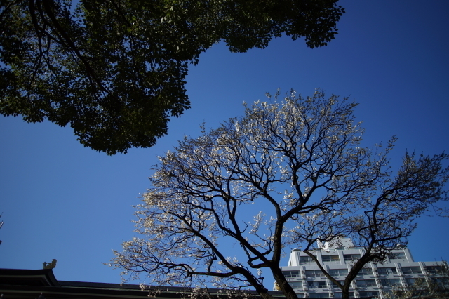 DSC01741-1.JPG