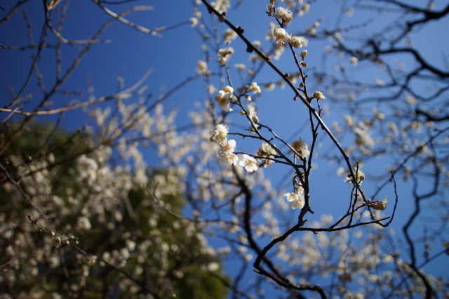 DSC01745-1.JPG