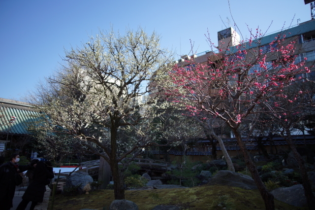 DSC01746-1.JPG