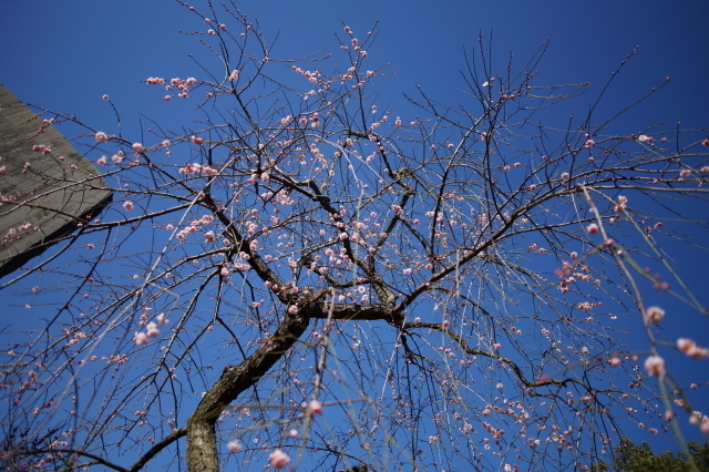 DSC01759-1.JPG
