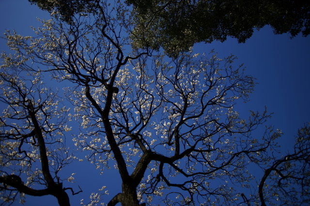 DSC01767-1.JPG