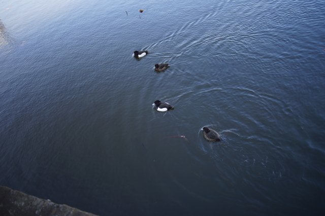 DSC01791-1.JPG