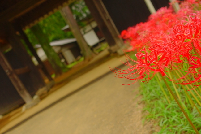 DSC01952-1-.JPG
