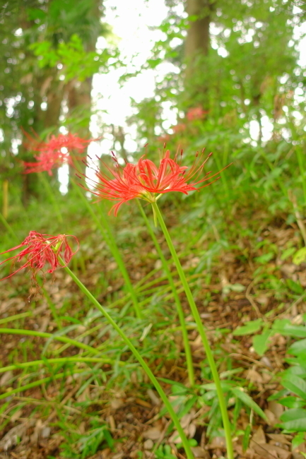 DSC01972-1-.JPG