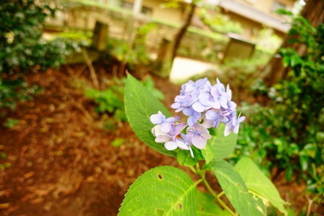 DSC01984-1-.JPG